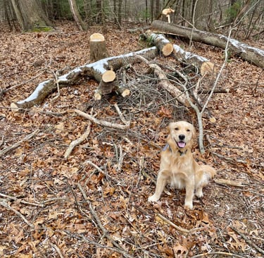 Step 1: Find Green Wood for Carving