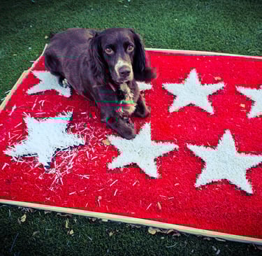a dog laying on a vintage Madrid rug with stars