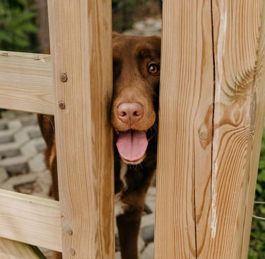 Misha als mascotte van Lili schrijft, bruine hond tussen hek