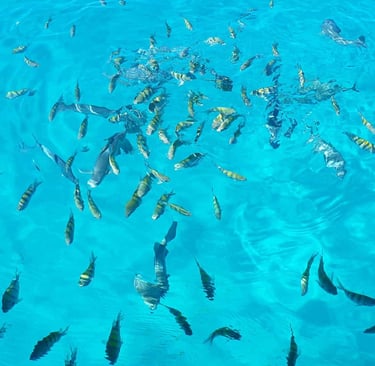 wes bay snorkeling