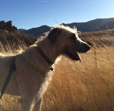 Irish Wolfhound in tall grass