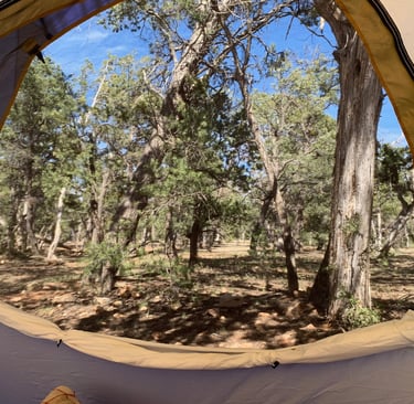 Grand Canyon forest view looking out tent door