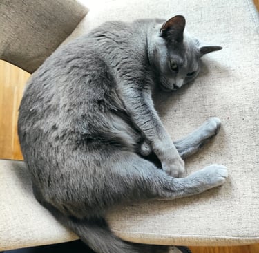 Katze auf Stuhl liegend