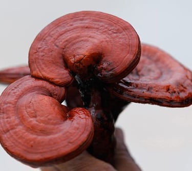 understanding beta-glucans