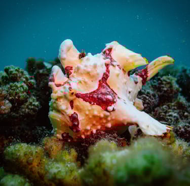 Frogfish moalboal