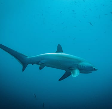 Malapascua tresher shark