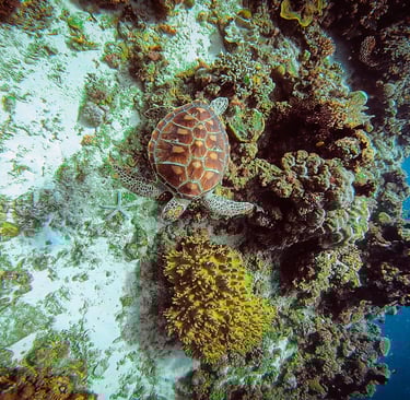 Turtle moalboal