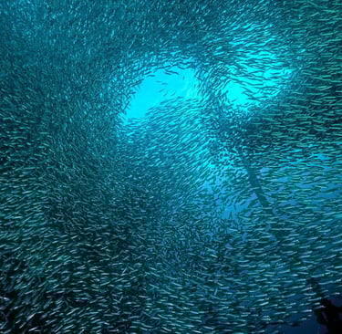 Sardines run moalboal