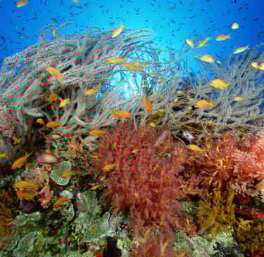 Malapascua coral