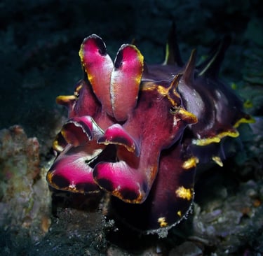 Sepia flamboyante