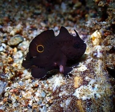 Pez rana ocelado juvenil negro