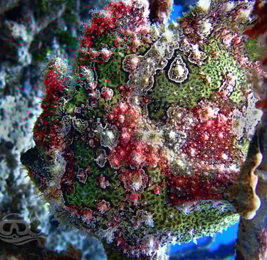 Pez rana verrugoso verde y rojo