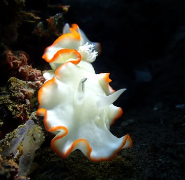 Nudibranquio blanco tour