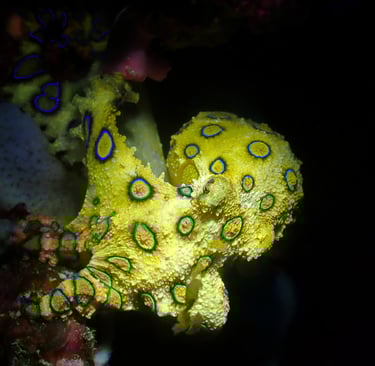 Pulpo de anillos azules