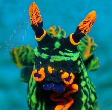 Nudibranquio tour