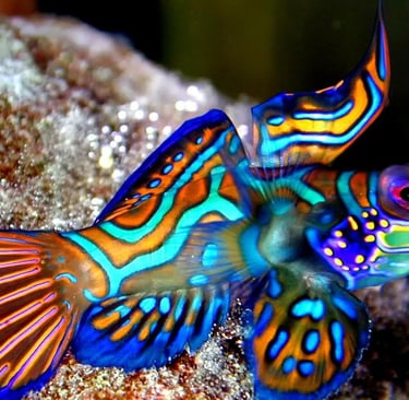 Madarin fish tour image