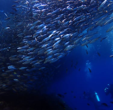 Sardinas tour