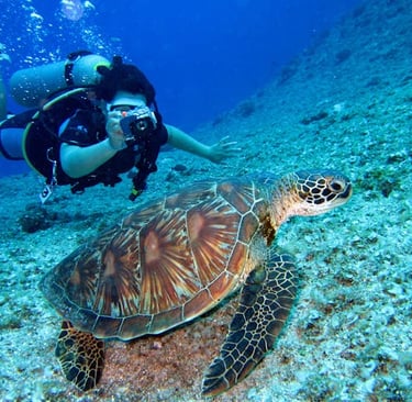 Swim With Sea Turtles