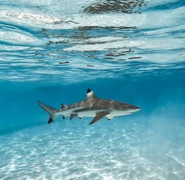 Malapascua black tip