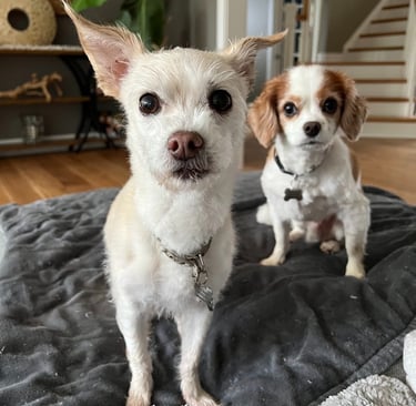 two small dogs sitting on a blanket on a blanket