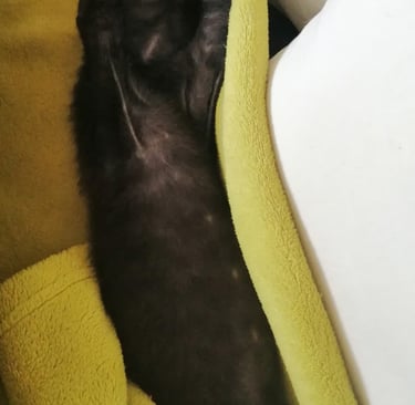 le chat