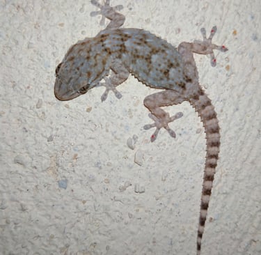 photo gecko