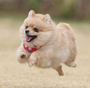 pomerania argentina