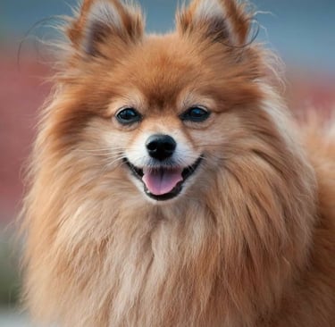 perrito pomerania buenos aires