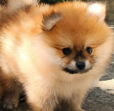 cachorro pomerania argentina