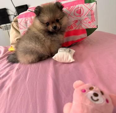 venta perro pomerania buenos aires