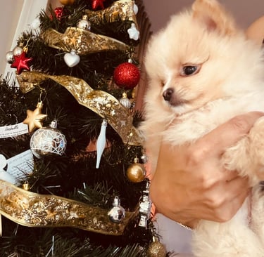 cachorro pomerania buenos aires