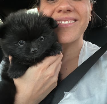 venta perrito pomerania argentina