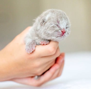 British Shorthair Kitten Fawn Color 