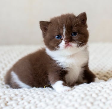 Adorable chocolate brown and white British Shorthair kitten with blue eyes sitting on a knit blanket.