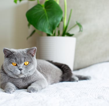 Blue British Shorthair kitten with round face and plush coat