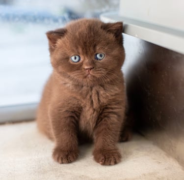 Adorable solid chocolate Available British Shorthair kitten Georgia usa sitting on a floor.