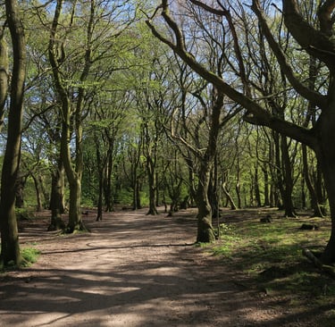 Walking therapy in Sheffield countryside