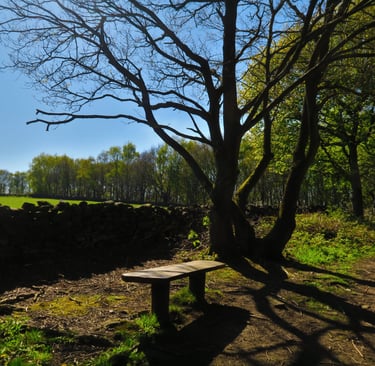 At your pace outdoor eco therapy in Sheffield countryside