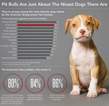 The temperament of the American Pitbull Terrier towards people PITBULL AGRESIVE