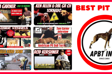 PIT BULL VIDEOS APBT HISTORY GAMEDOG YARD TOUR