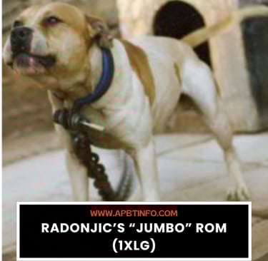 Radonjic’s “Jumbo” ROM (1xlg) APBT GAME DOG