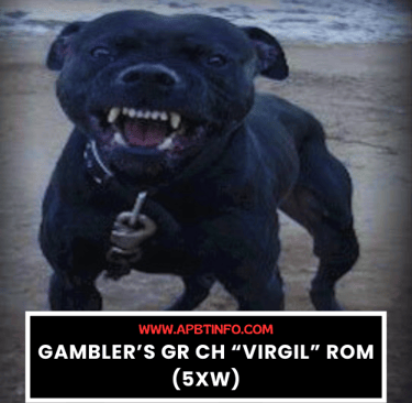 Gamblers GR CH Virgil ROM 5XW APBT ORIGINAL