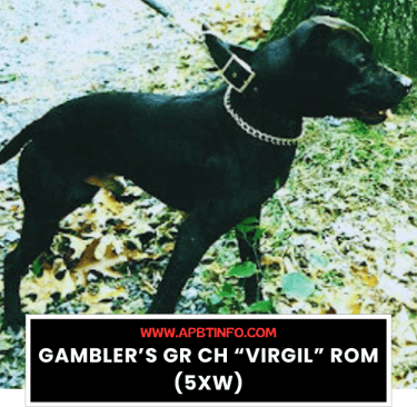 Gamblers GR CH Virgil ROM 5XW APBT GAME DOG