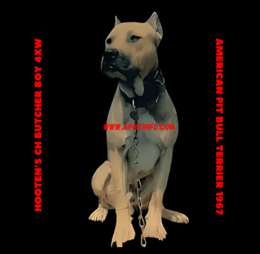 PIT BULL DOG HOOTEN'S CH "BUTCHER BOY" (4XW) GAMEDOG
