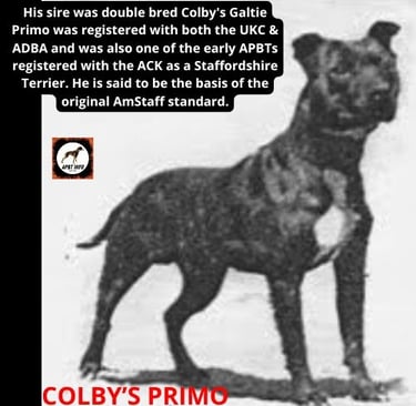 COLBY'S PRIMO AMERICAN PIT BULL TERRIER AND STAFFORDSHIRE TERRIER