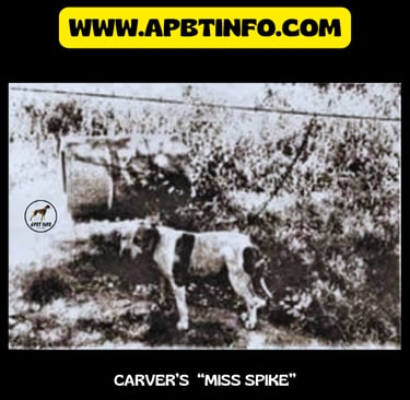 carver miss spike apbt original