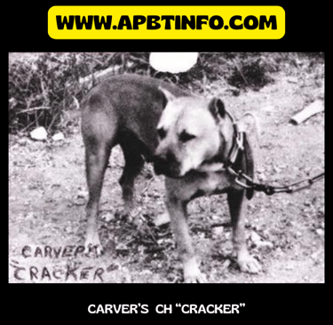 carvers ch cracker apbt history