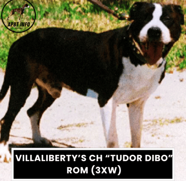 Villaliberty’s CH “Tudor Dibo” ROM (3xw) apbt game dog