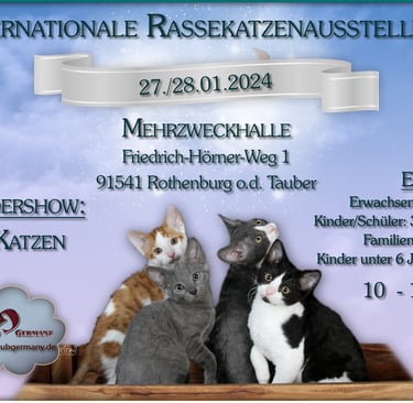 Katzenausstellung Rothenburg o.d. Tauber Rex-Katzen BKH, Sondershow CCG Cat Club Germany