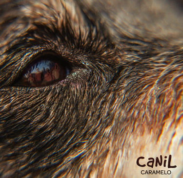 a dog's eye looking at the camera